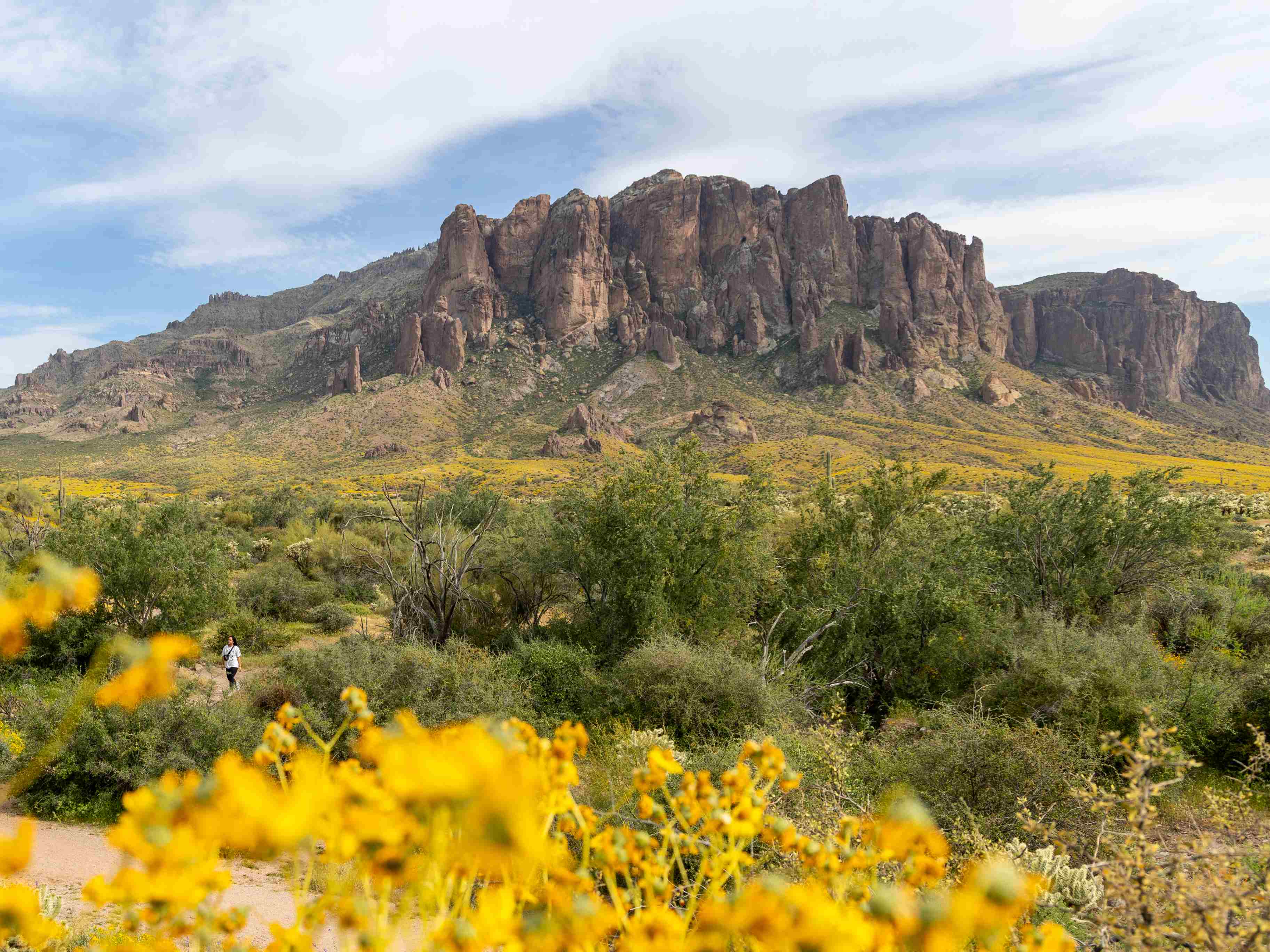 Desert landscape with vibrant yellow wildflowers in the foreground and Superstition Mountains in Arizona, under a partly cloudy sky.